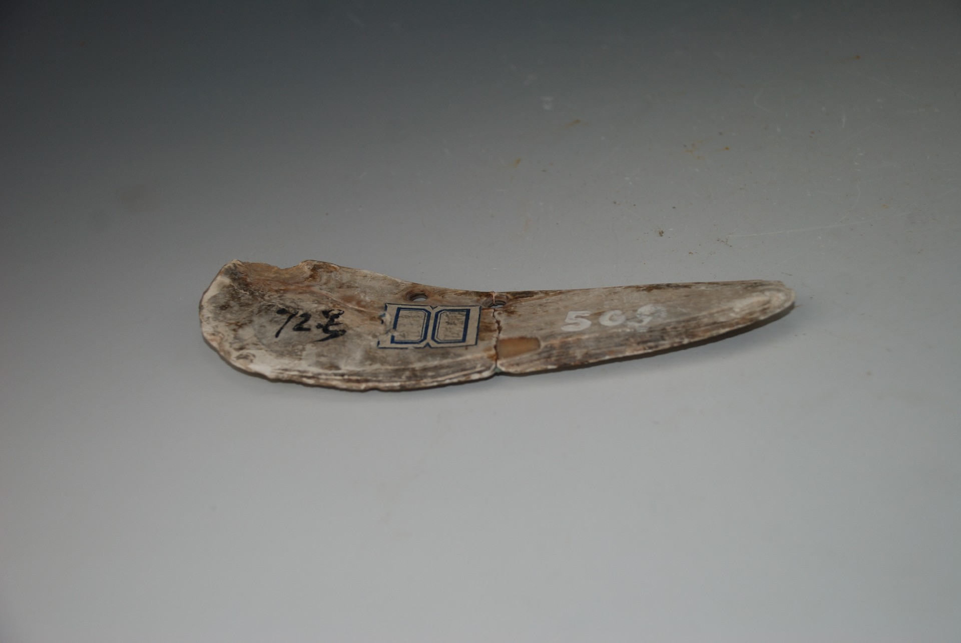 新石器时代蚌镰